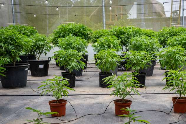 Khiron, especializada en cannabis, anuncia que listará en Bolsa de Toronto