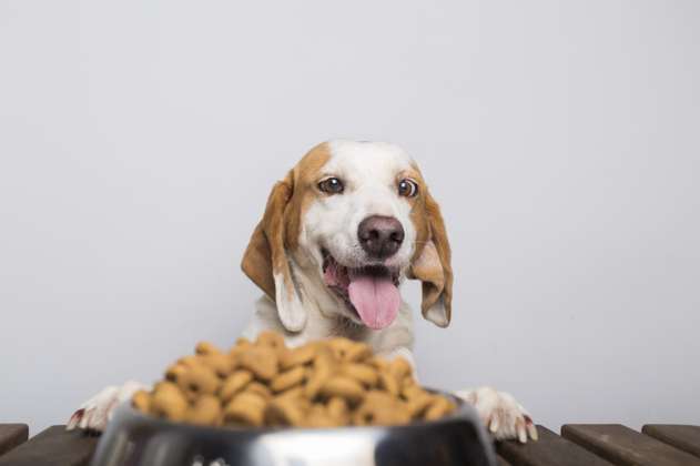 Retiran del mercado marcas de comida para perros por posible contaminación con salmonella