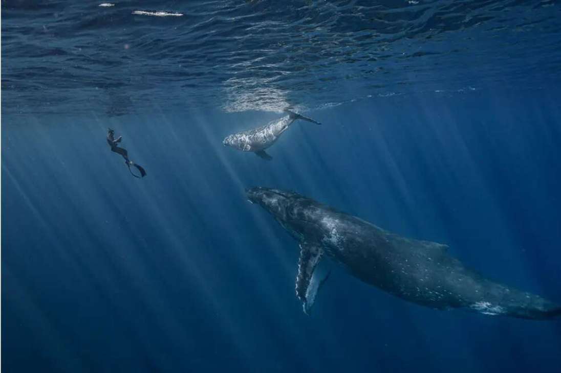 Una ballena jorobada, su ballenato y un humano