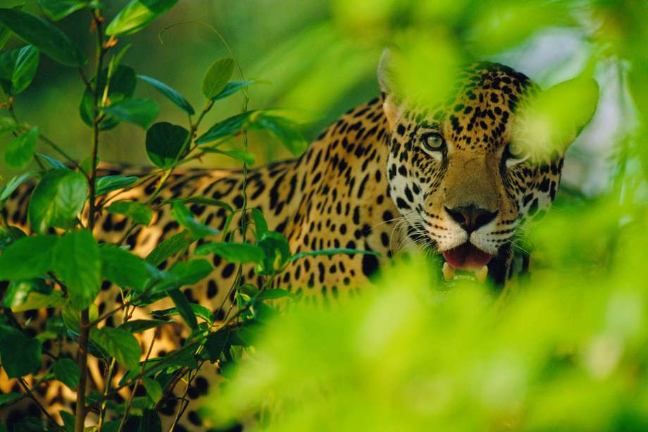 El 90 % de los jaguares del continente se encuentra en la Amazonia.