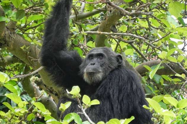 El uso de antibióticos está afectando a los chimpancés salvajes