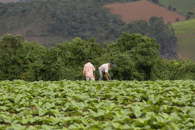 Banco Agrario niega que productores morosos estén por perder sus tierras