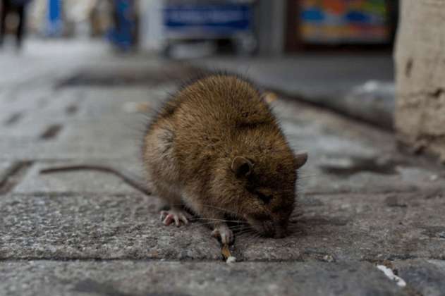 Aumentarán operativos sanitarios para el control de roedores en Bogotá