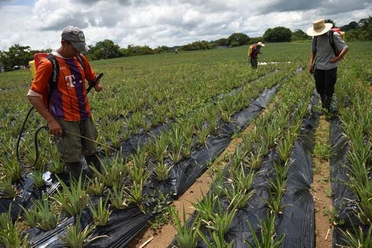 Exintegrantes de las Farc trabajando en un cultivo de piña, el cual forma parte de los proyectos productivos en Caquetá. / AFP