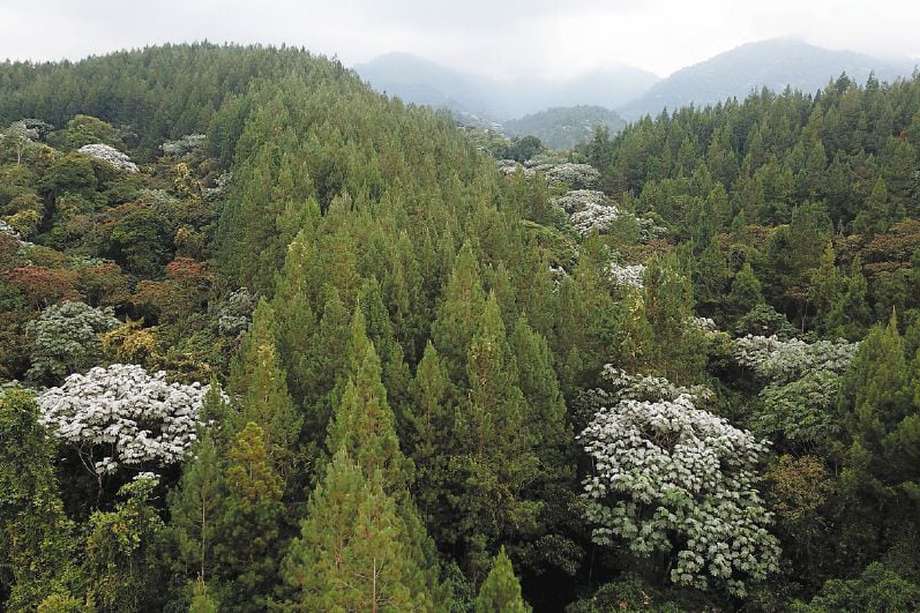 A través de la resolución 110 del 28 de enero de 2022, el Ministerio de Ambiente establece “las actividades, requisitos y procedimiento para la sustracción de área de las reservas forestales nacionales y regionales".