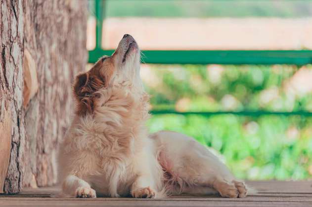 ¿Por qué los perros aúllan? Estas son algunas de las causas más frecuentes