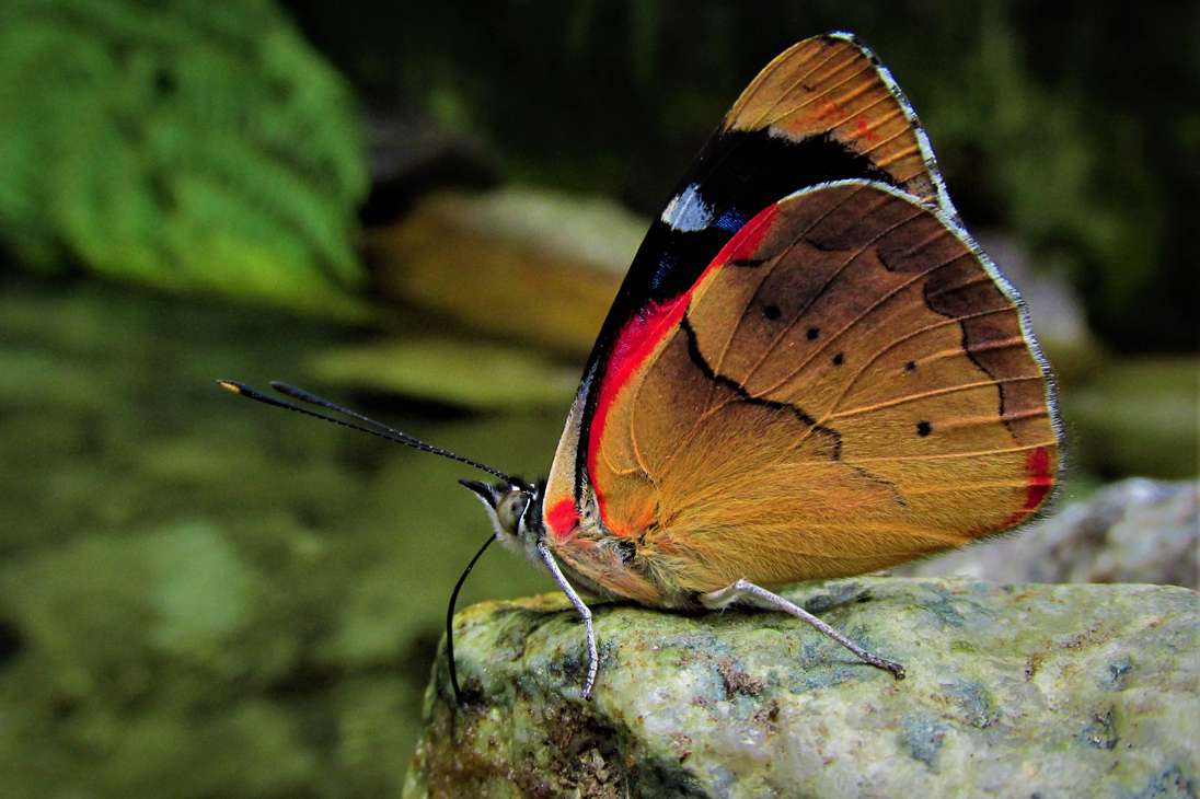 La Perisama nevada es una mariposa endémica de la Sierra Nevada de Santa Marta.