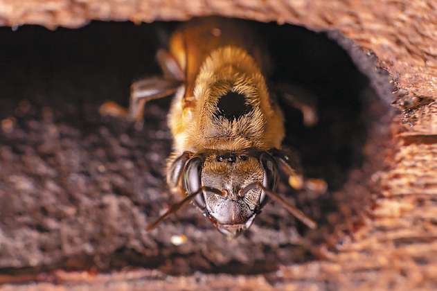 Denuncian mortandad de 30.000 abejas en Ocamonte, Santander