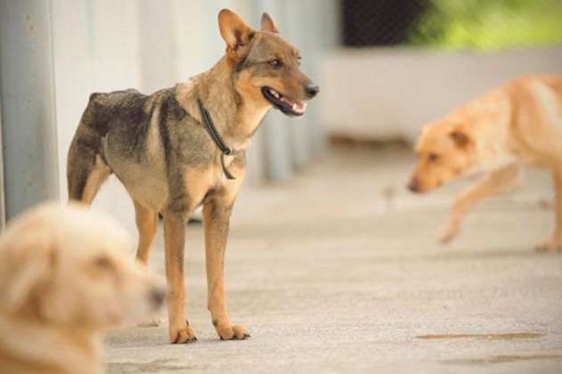 Denuncian envenenamiento de 40 perros callejeros en Barbosa, Santander