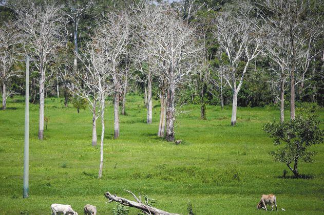 El ganado acorrala a la Amazonia