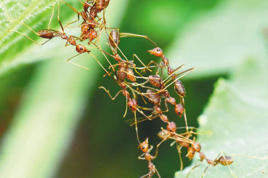 De acuerdo con los datos publicados en el estudio, en la actualidad se estima que se registran cerca de 2,5 millones de hormigas por cada persona.  / Getty Images