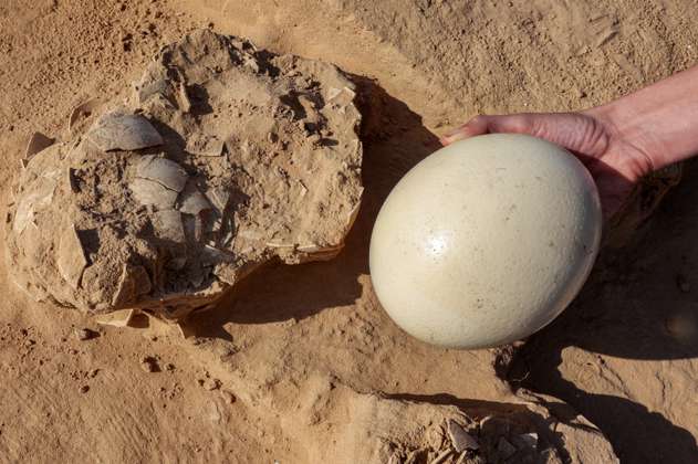 (Fotos) ¡Increíble! Hallan huevos de avestruz de hace más de 4.000 años en Israel
