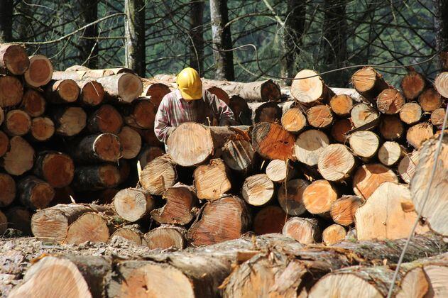 Comunidades del país aprovechan los bosques de manera sostenible