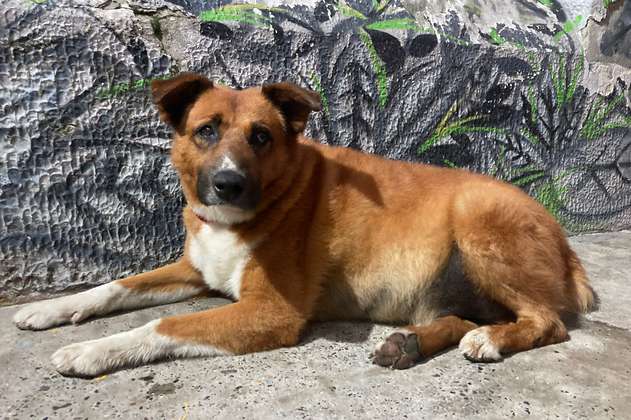 Carramán, el perro que logró unir a toda una comunidad en Teusaquillo