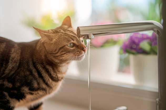 ¿Por qué a los gatos les gusta tomar agua del grifo? 