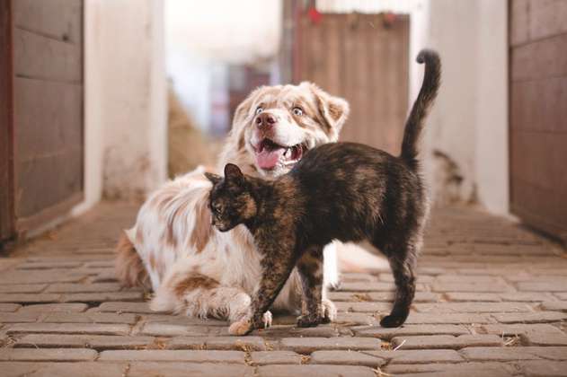 Jornada de adopción de perros y gatos: ¡dale un hogar a tu nuevo mejor amigo!