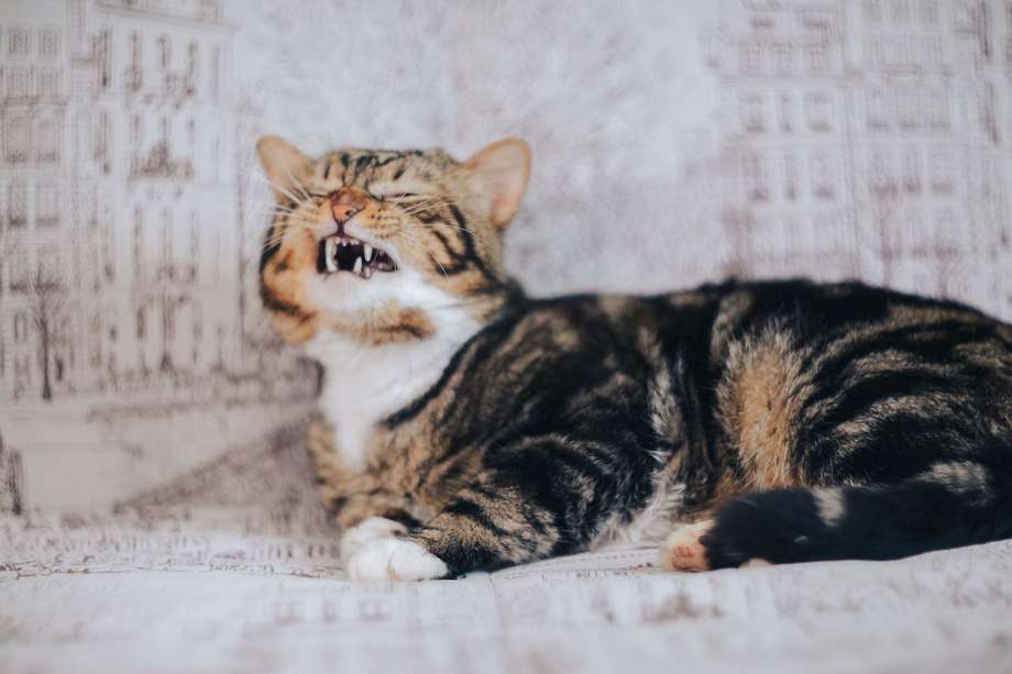 De acuerdo con un estudio, los ronroneos de los gatos tienen un efecto similar al de los llantos de un bebé. 