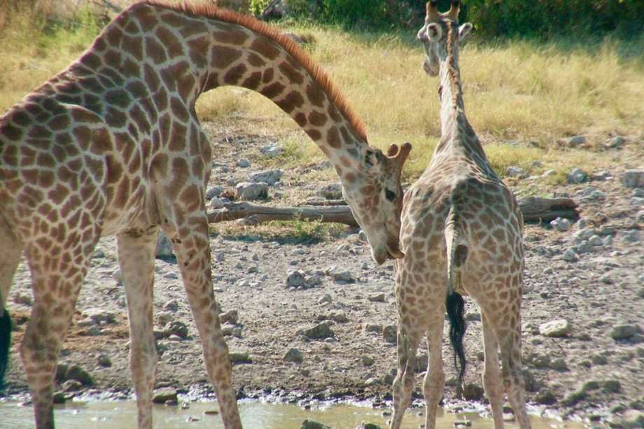 jirafas en inundación