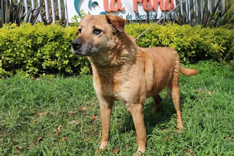 De los animales rescatados en Medellín, 891 son caninos y 746 son felinos.