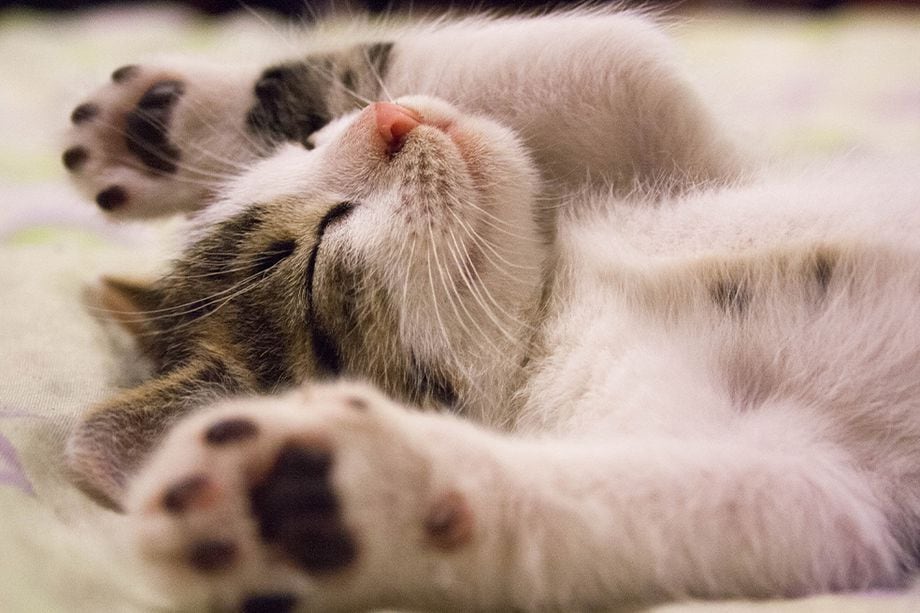 8 señales que indican que tu gato es feliz contigo