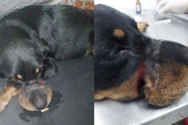 Maltrato animal: perro era obligado a usar un bozal hecho con alambre de púas en Cali