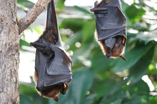 Al principio de la pandemia, se aseguró que los murciélagos eran los encargados de transmitir el virus SARS-CoV-2, sin pruebas de ello. 
