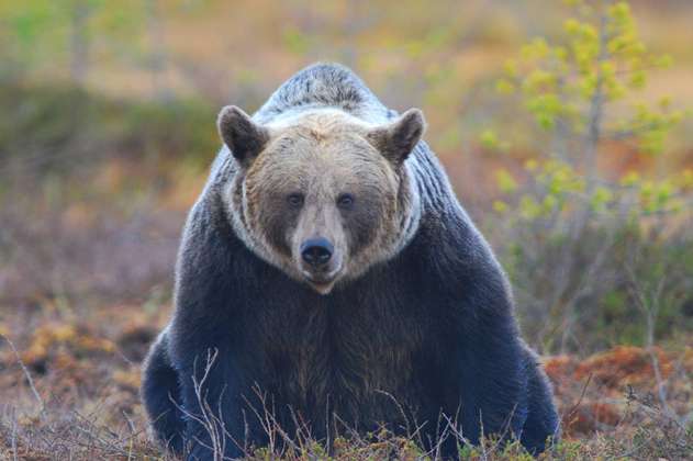 Los osos utilizan señales visuales para comunicarse entre sí
