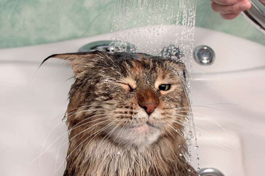 ¿Cómo bañar a tu gato en casa?