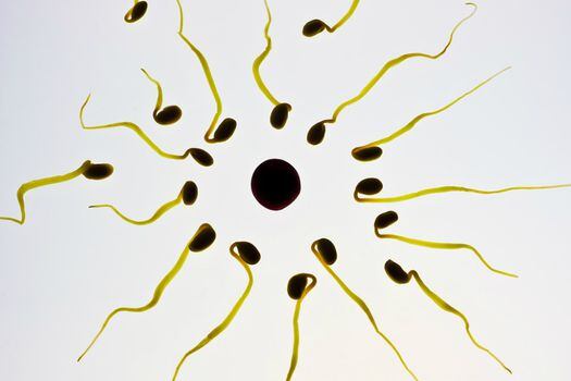 Cuando un hombre eyacula, libera entre 50 y 150 millones de espermatozoides. / TBIT