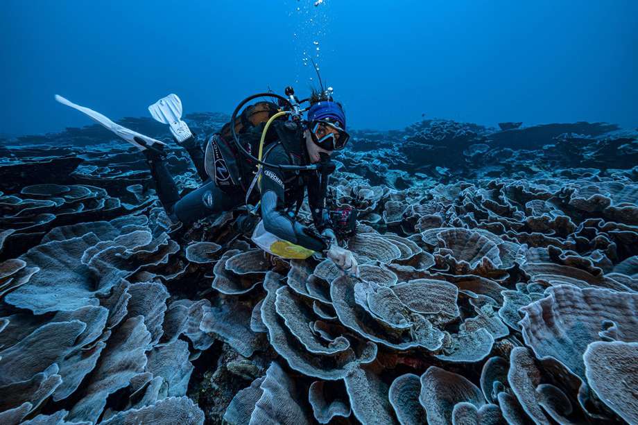 Una misión de científica para cartografiar el océano apoyada por la Unesco ha descubierto frente a las costas de Tahití (Polinesia Francesa) uno de los mayores arrecifes de coral sanos del mundo.