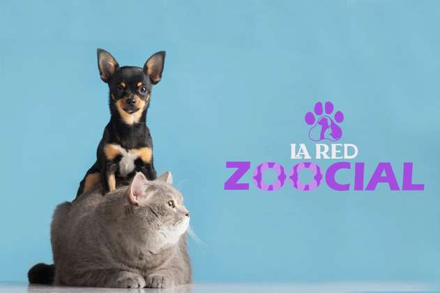 ¡Regresa La Red Zoocial! Le enseñamos lo que debe saber sobre perros y gatos