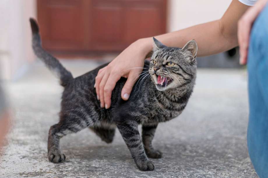 Cuando un gato tiene su cola elevada, al igual que sus orejas, puede estar en posición de protección, pues sintió una amenaza.