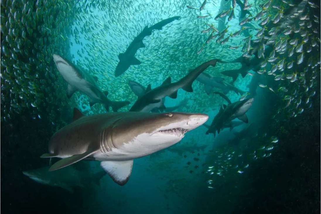 Una agregación de tiburones nodriza grises en peligro crítico de extinción frente a la costa de Nueva Gales del Sur, Australia