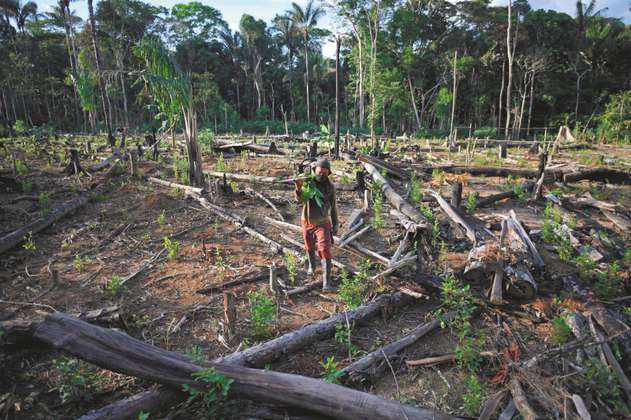 Deforestación: este es el diagnóstico que le deja el gobierno de Duque a Petro