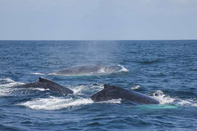 Científicos no logran descifrar el extraño comportamiento de las ballenas jorobadas