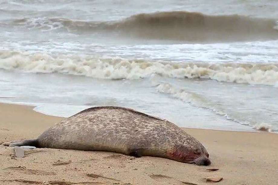Imágenes publicadas por la agencia pesquera rusa muestran varios animales muertos.