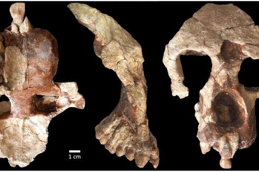 Los fósiles de simios encontrados en el Mediterráneo oriental, como el de esta investigación, son claves en el debate sobre los orígenes de los simios africanos y los humanos (homininos).