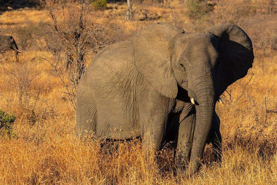 Al parecer, según guardabosques que vigilaban la reserva en Sudáfrica, un hombre fue pisoteado por una manada de elefantes. 