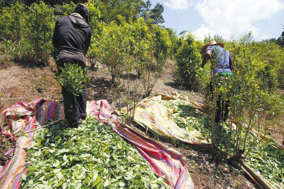 Los cultivos coca en Colombia ascendieron a 230.000 hectáreas en 2022, según la Unodc.  / AP