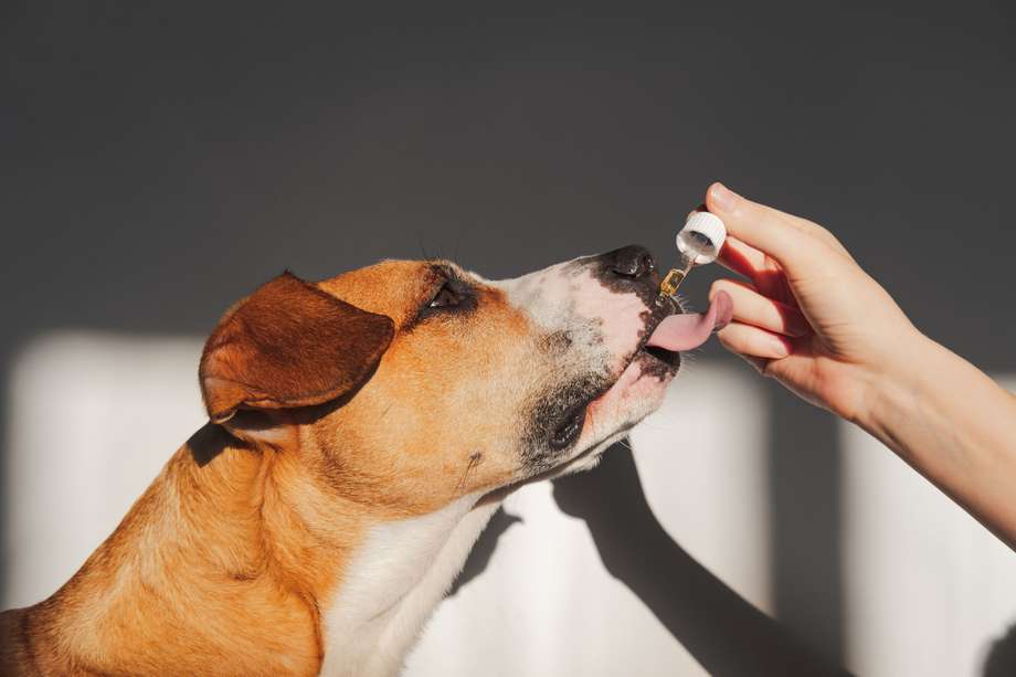 Nutritional supplements, calming products, cbd or thd oils for pets