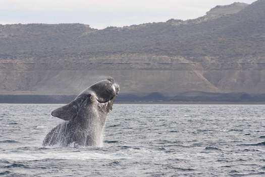 Las ballenas australes también sufren los efectos del cambio climático ...
