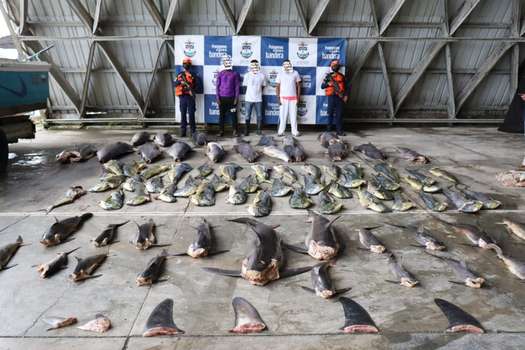 En la embarcación se encontraban 1.047 kilos de pesca blanca, entre pez dorado, atún, vela y marlín. Adicionalmente, había 199 kilos de tiburón.
