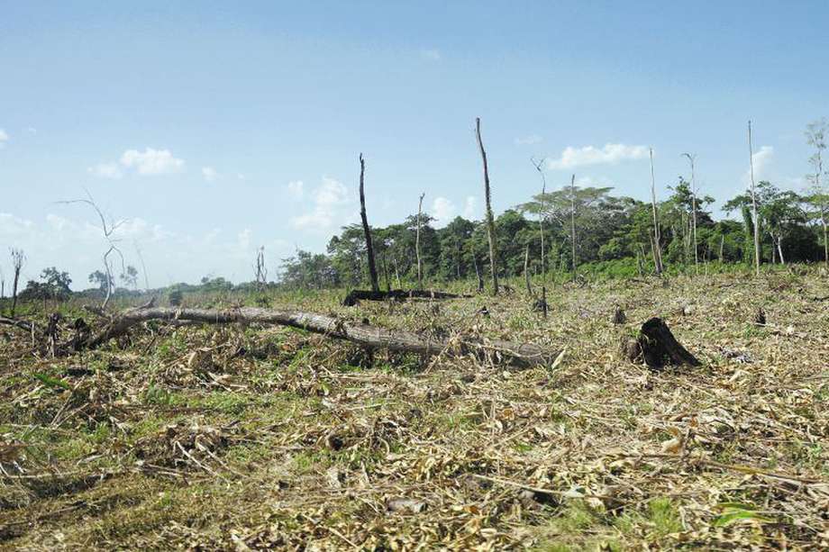 En Colombia, después de 2016, la Amazonia ha perdido más de 600 mil hectáreas. 