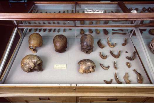 Cráneos y otros restos humanos de Lagoa Santa, Brasil, guardados en el Museo de Historia Natural de Dinamarca /  / Natural History Museum of Denmark