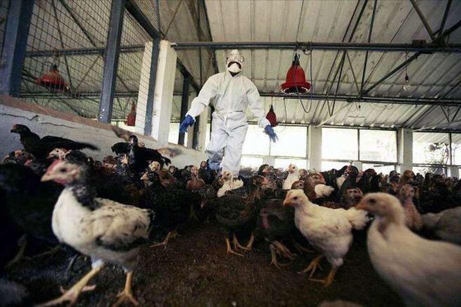 Con corte a  1 de marzo, se han detectado un total de 48 focos de gripe aviar en Colombia