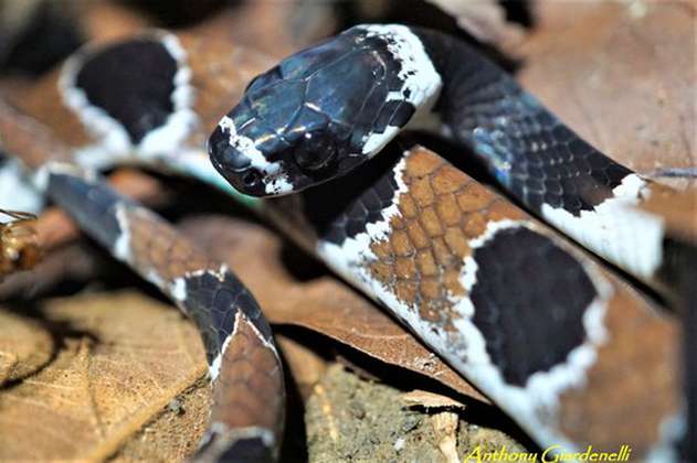 En vídeo: registran por primera vez el canto de una serpiente en Sudamérica