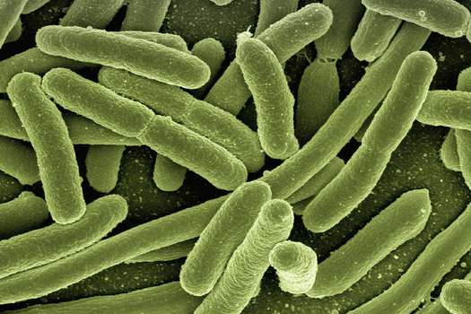 El antibiótico causó la aparición de variantes de la bacteria 'Escherichia coli'  (o 'E. coli') que, según evidenciaron los científicos, puede evadir la primera línea de defensa del sistema inmunológico.