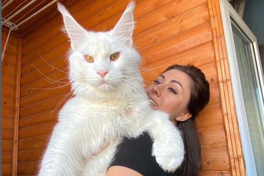 Kéfir, un gato de 22 meses, con su dueña Yuliya Minina en Stary Oskol, Rusia.