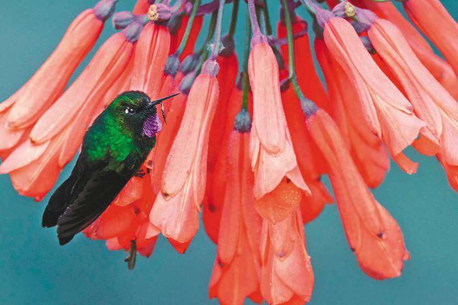 Un colibrí turmalina (Heliangelus exortis) nativo de Colombia y Ecuador herído.  /Memo Gómez - @MemoGomezFoto