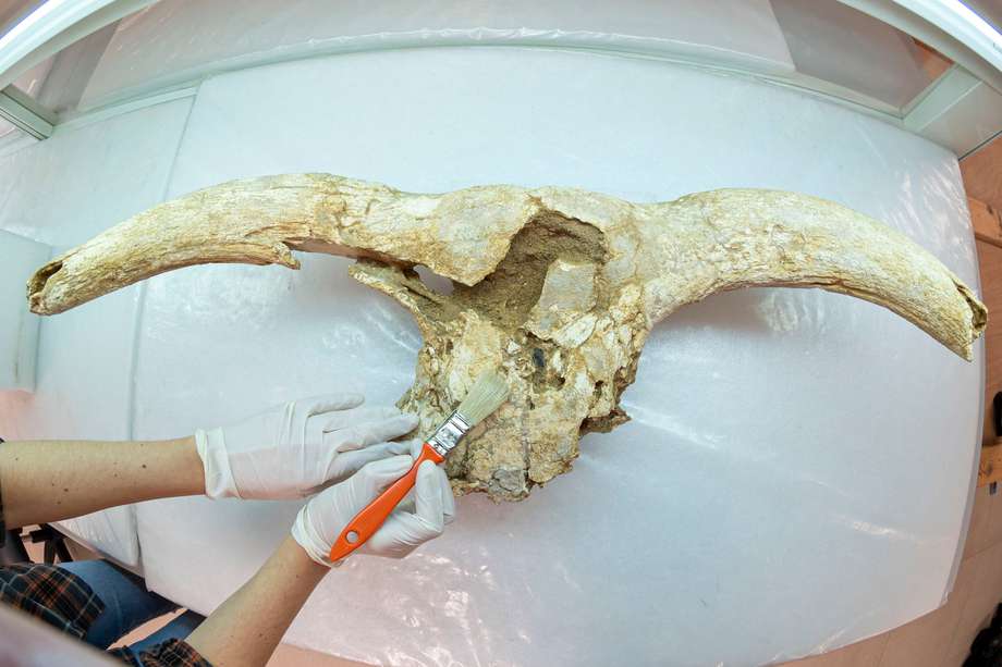 Una paleontóloga limpia un cráneo de un gran animal herbívoro, hallado en el yacimiento de la cueva de la Des-Cubierta en Pinilla del Valle (Madrid), este viernes en un laboratorio de la Universidad Complutense de Madrid en Alcalá de Henares, como parte del trabajo de investigación de un equipo de científicos que ha demostrado que los neandertales ya tenían capacidad simbólica, al utilizar estos cráneos como trofeos de caza. La conclusiones del citado trabajo se han publicado esta semana. en la revista "Nature Human Behaviour". 
